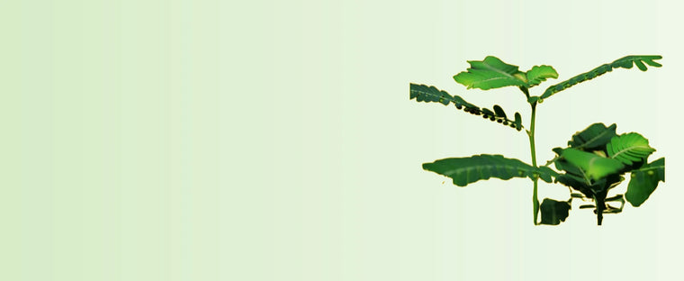 All_Product_images_website_14-sage