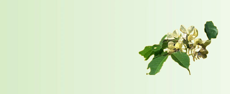 All_Product_images_website_18-sage