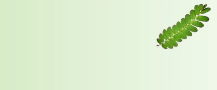 Bhumi_Amla_Extract_708aa794-8851-4180-9ca3-7a25479494a2-sage