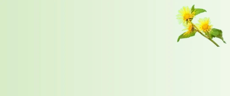 Inula_Racemosa_Extract_2187d3f1-f152-4a08-96e0-a15ce657b4af-sage