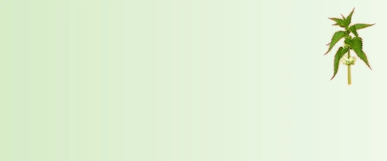 Stinging_Nettle_0666fe9a-ff67-498f-87e1-1adde7efd05f-sage