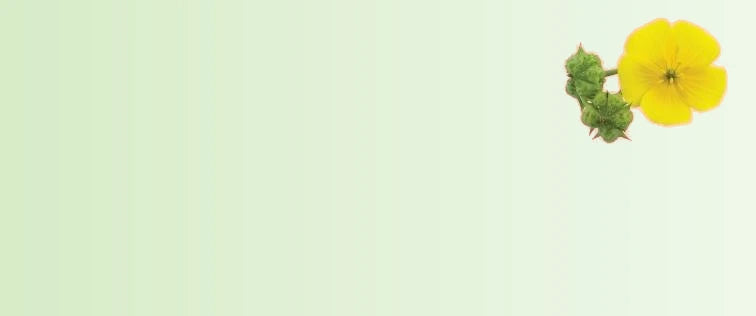 Tribulus_Terrestris_Gokshura_e028cb94-d5b4-4de2-b7e4-9ea11ddd0264-sage